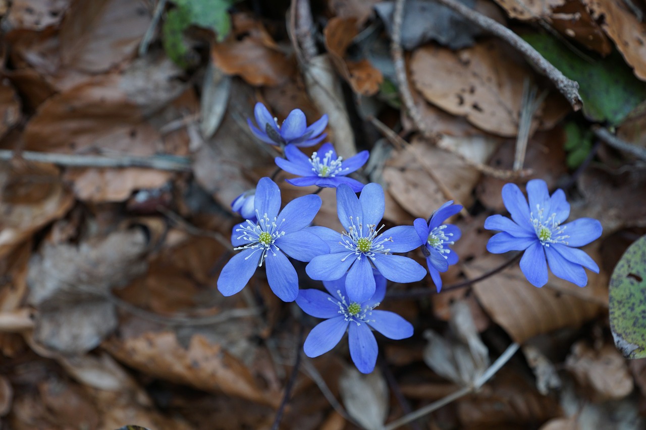 Hepatica, Miškas, Laukinė Gėlė, Mėlynas, Miško Paklotė, Žemė, Žiedas, Žydėti, Gėlė, Gamta