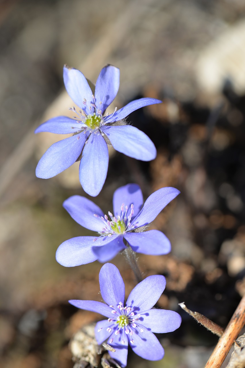 Hepatica, Žiedas, Žydėti, Žydėti, Pavasario Gėlė, Uždaryti, Nemokamos Nuotraukos,  Nemokama Licenzija