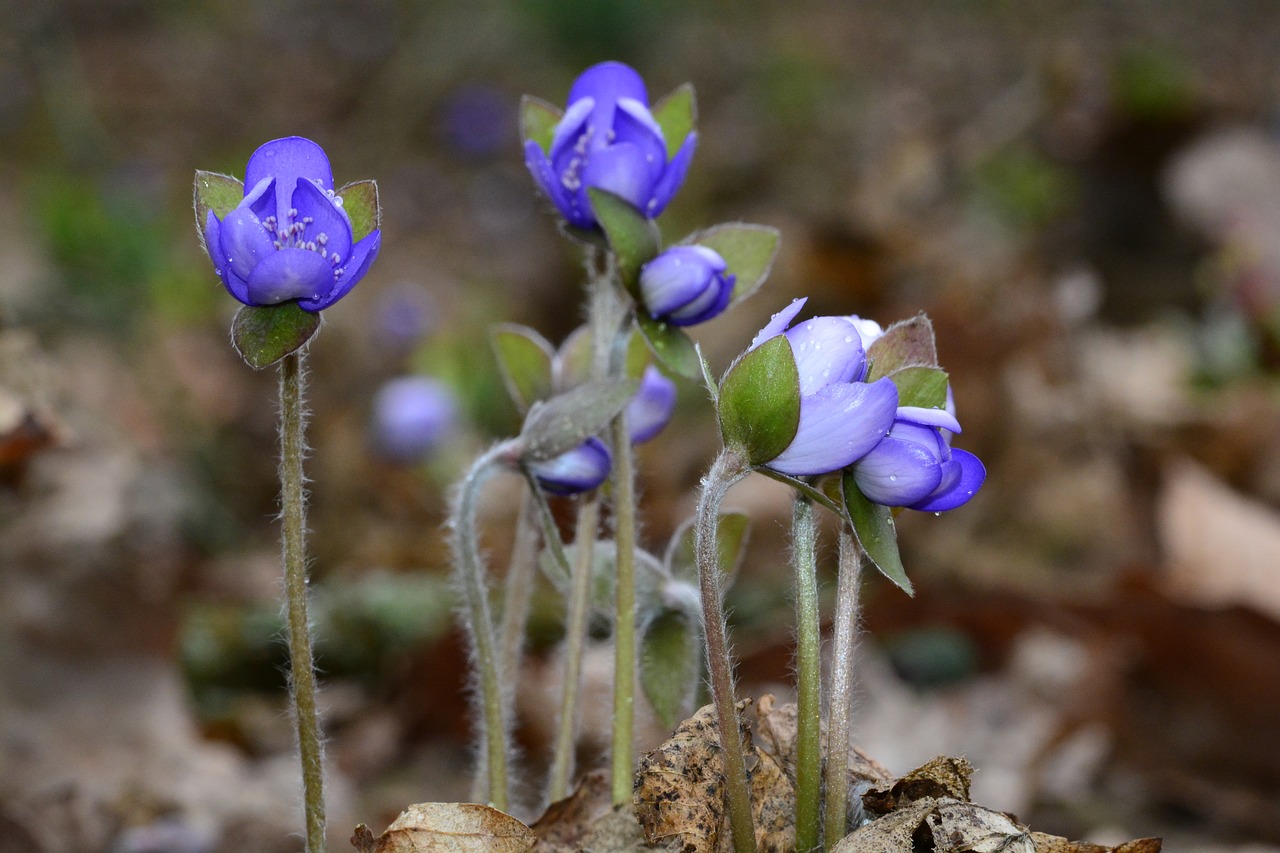 Hepatica, Mėlynas, Pavasaris, Uždaryti, Augalas, Mėlyna Gėlė, Laukinė Gėlė, Ankstyvas Bloomer, Gėlė, Gamta