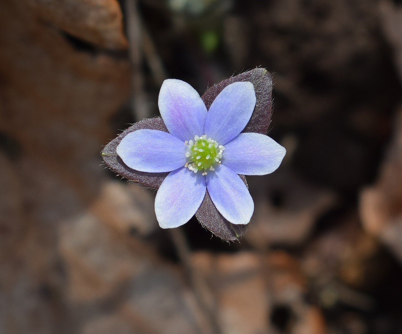 Hepatica, Naujai Atidaryta, Wildflower, Gėlė, Žiedas, Žydėti, Augalas, Pavasaris, Mėlynas, Geltona