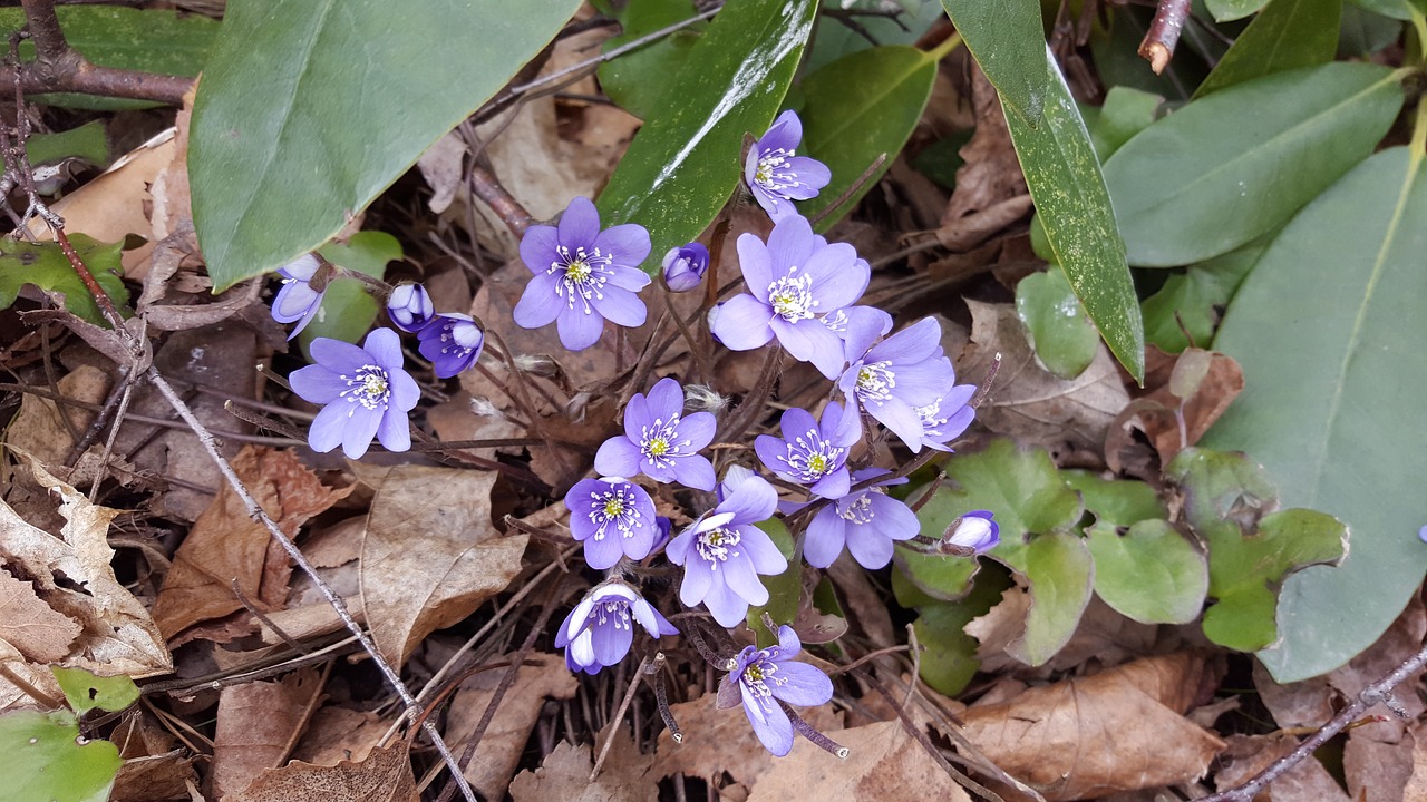 Hepatica, Pavasaris, Pennywort, Pavasario Gėlė, Mėlyna Gėlė, Nemokamos Nuotraukos,  Nemokama Licenzija