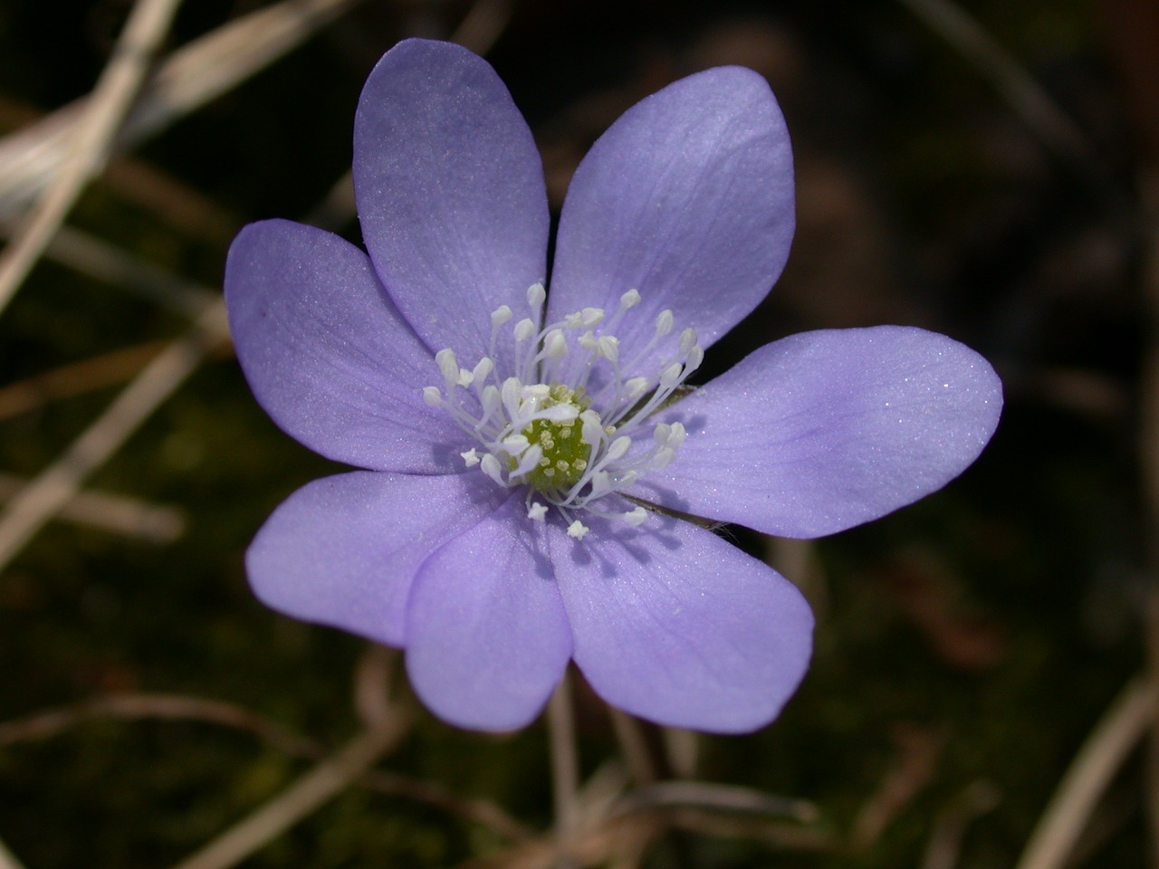 Hepatica, Žiedas, Žydėti, Pavasario Pranašys, Hepatica Nobilis, Pavasaris, Gėlė, Nemokamos Nuotraukos,  Nemokama Licenzija