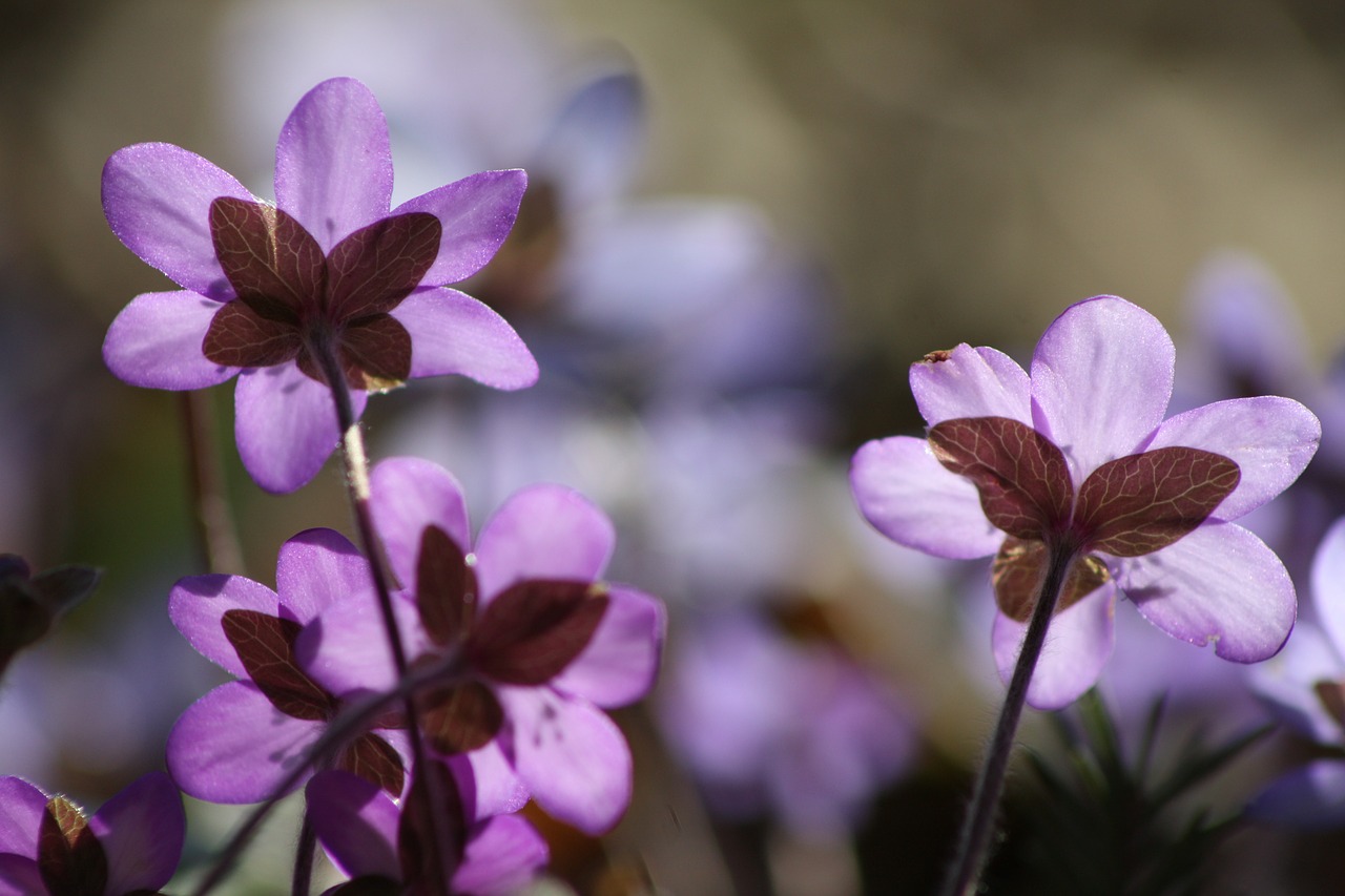 Hepatica, Augalas, Gėlė, Pavasaris, Pavasario Augalas, Nemokamos Nuotraukos,  Nemokama Licenzija