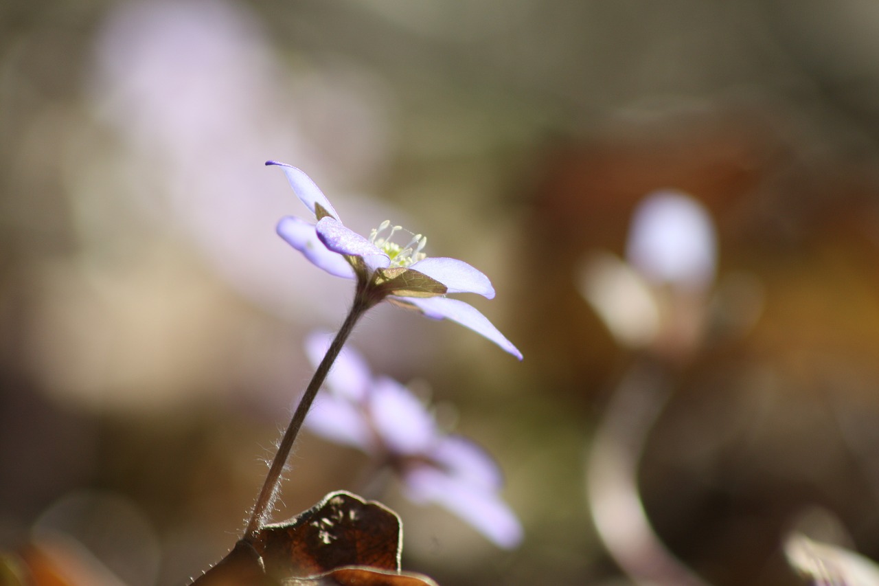 Hepatica, Augalas, Gėlė, Pavasaris, Pavasario Augalas, Nemokamos Nuotraukos,  Nemokama Licenzija