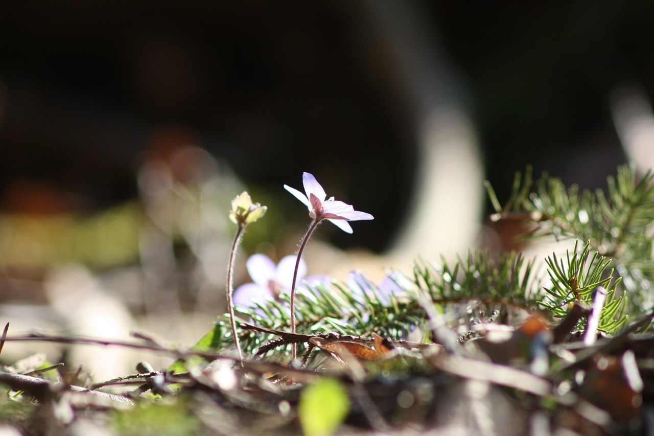 Hepatica, Augalas, Gėlė, Pavasaris, Pavasario Augalas, Nemokamos Nuotraukos,  Nemokama Licenzija