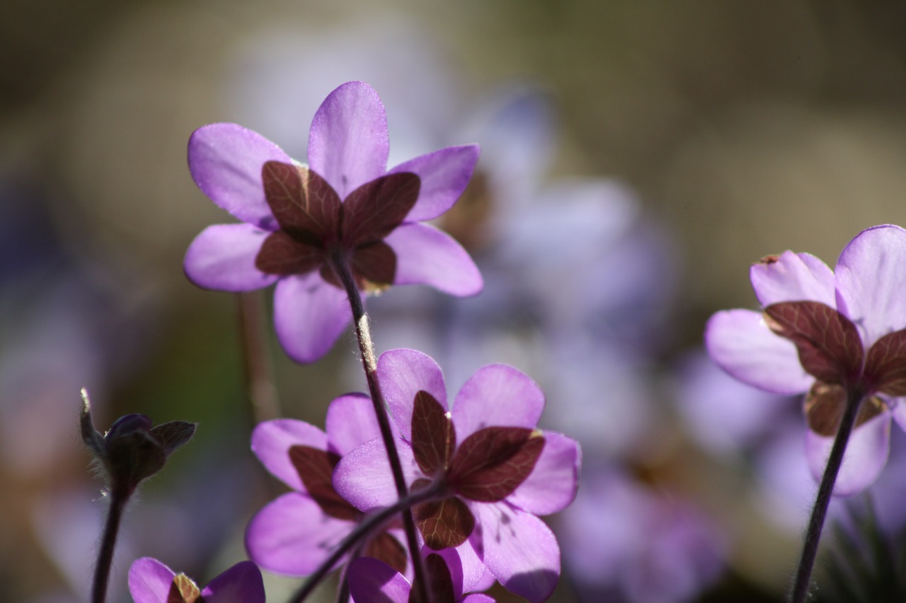 Hepatica, Augalas, Gėlė, Pavasaris, Pavasario Augalas, Nemokamos Nuotraukos,  Nemokama Licenzija