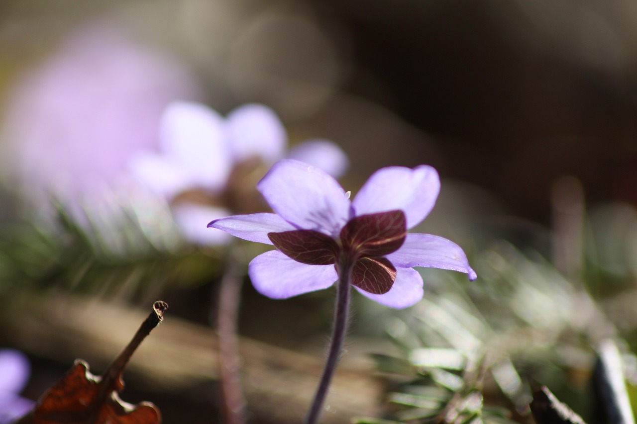 Hepatica, Augalas, Gėlė, Pavasaris, Pavasario Augalas, Nemokamos Nuotraukos,  Nemokama Licenzija