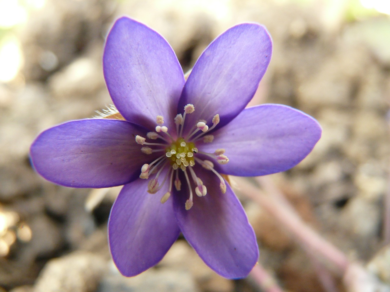 Hepatica, Anemonis, Gėlė, Žydėti, Žiedas, Žydėti, Pavasaris, Gražus, Violetinė, Violetinė