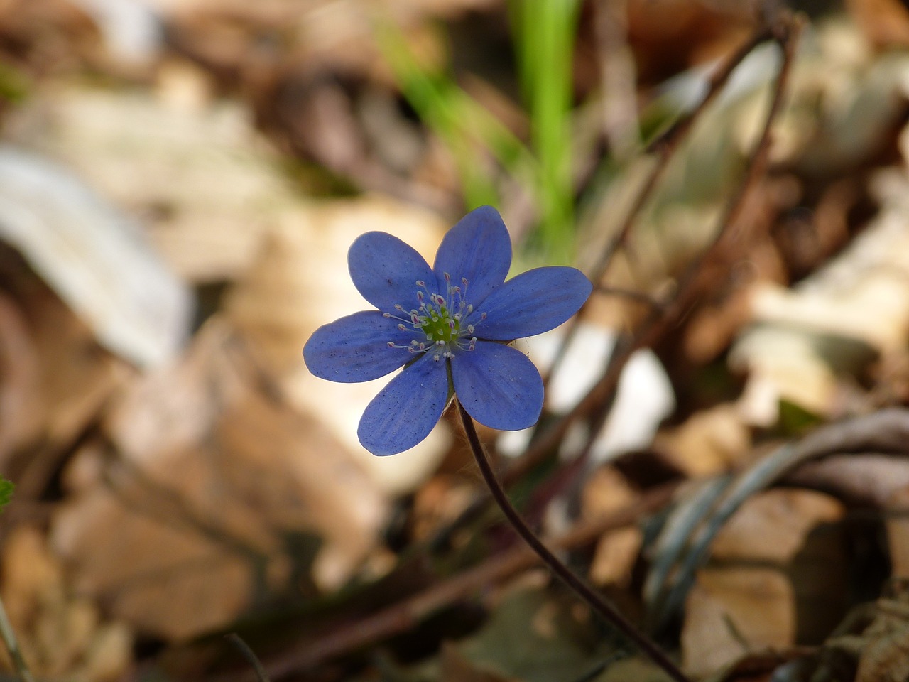 Hepatica, Gėlė, Žiedas, Žydėti, Violetinė, Violetinė, Hepatica Nobilis, Anemone Hepatica, Paprastoji Hepatica, Hahnenfußgewächs