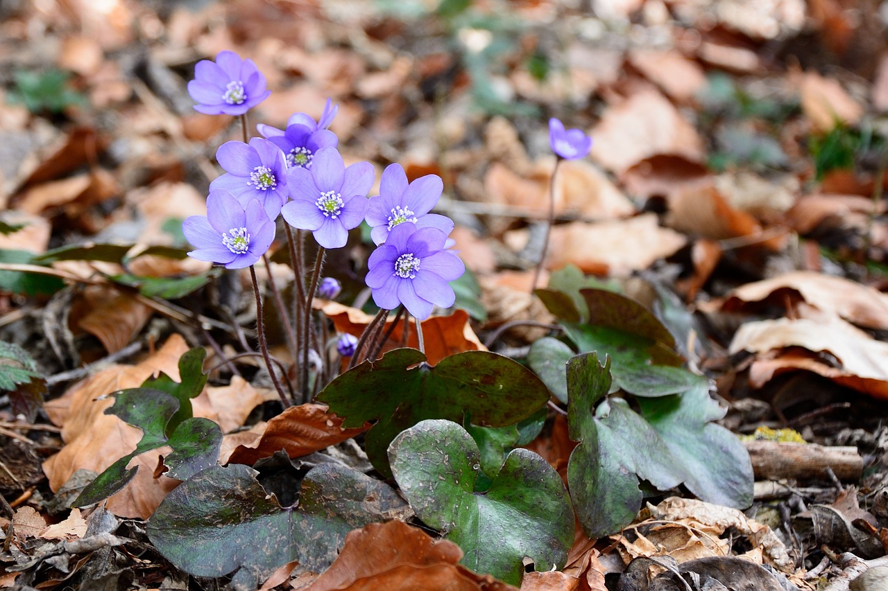 Hepatica, Žiedas, Žydėti, Gėlė, Žydėti, Pavasaris, Žemė, Miškas, Gamta, Miško Paklotė