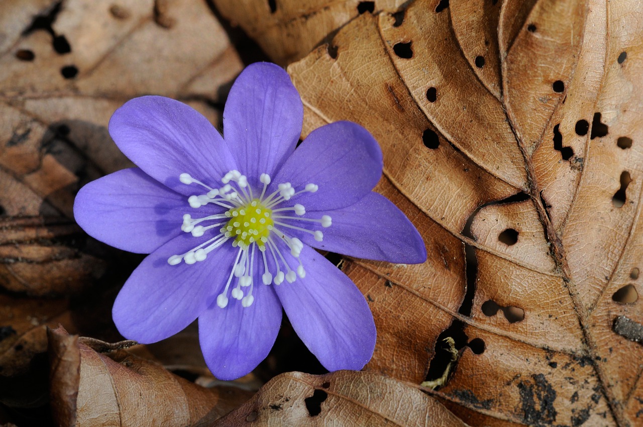 Hepatica, Miško Gėlė, Pavasaris, Nemokamos Nuotraukos,  Nemokama Licenzija