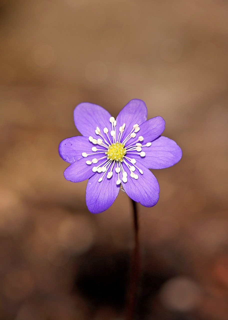 Hepatica, Gėlė, Žiedas, Žydėti, Mėlynas, Violetinė, Augalas, Pavasario Gėlė, Pavasaris, Uždaryti