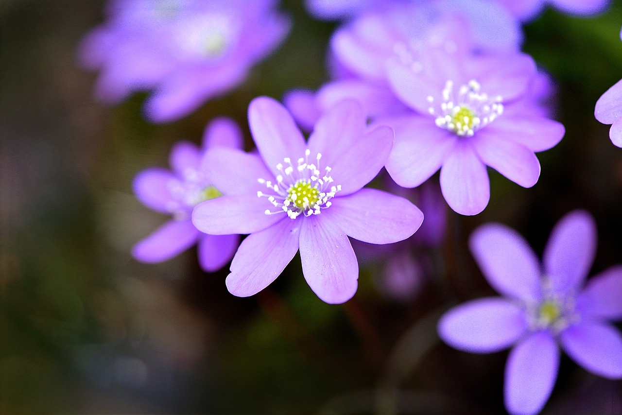 Hepatica,  Gėlė,  Pavasario Gėlė,  Augalas,  Sodas,  Žiedas,  Žydėti,  Rožinis,  Uždaryti, Nemokamos Nuotraukos