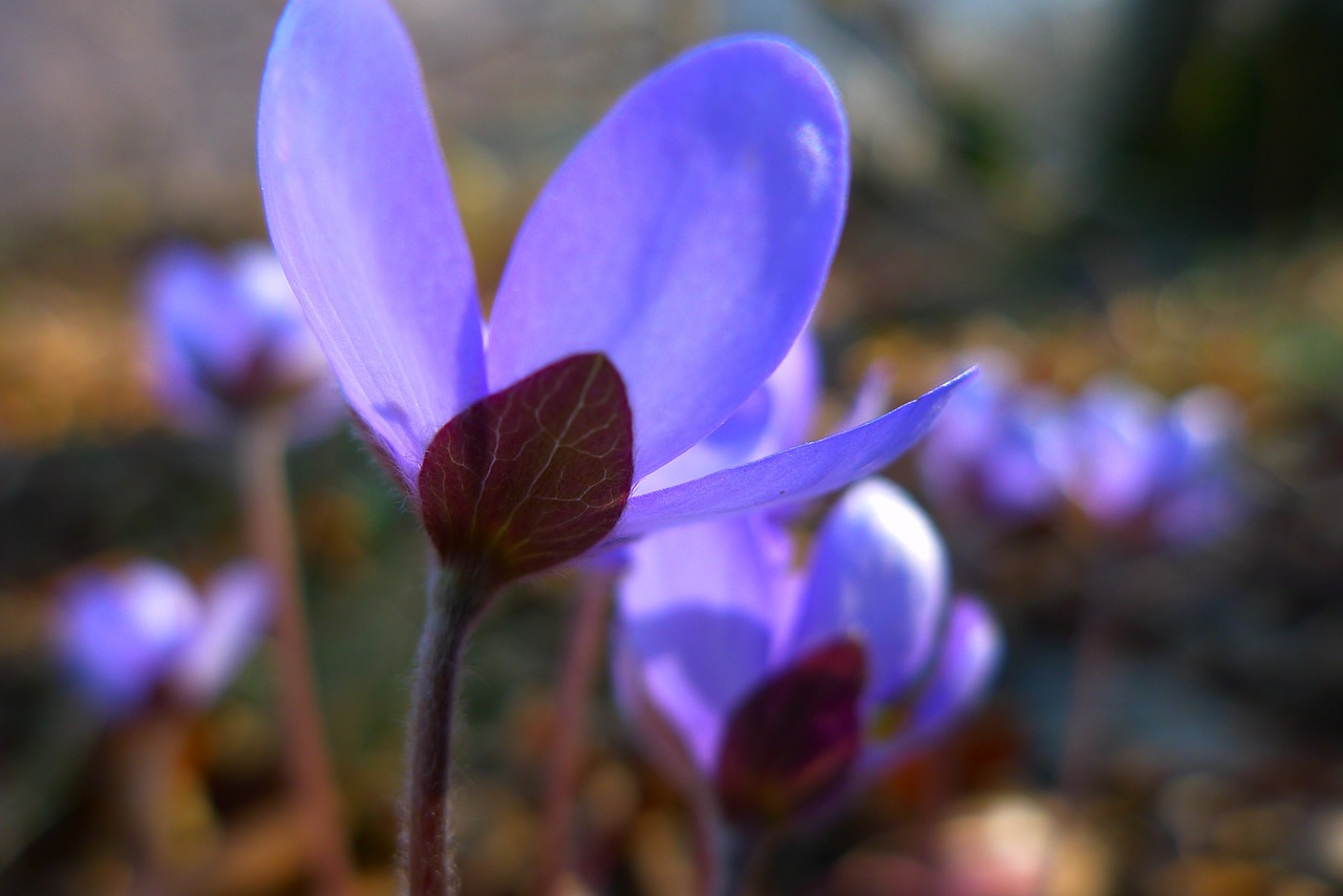 Hepatica, Gėlė, Violetinė, Gamta, Žiedas, Žydėti, Nemokamos Nuotraukos,  Nemokama Licenzija