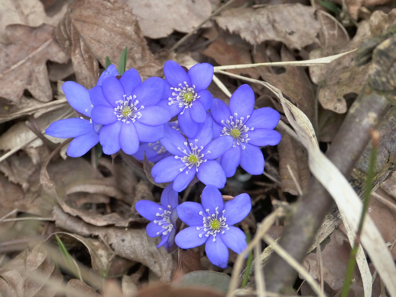 Hepatica, Žiedas, Žydėti, Hepatica Nobilis, Ranunculaceae, Gėlė, Anemonis, Žydėti, Pavasaris, Nemokamos Nuotraukos