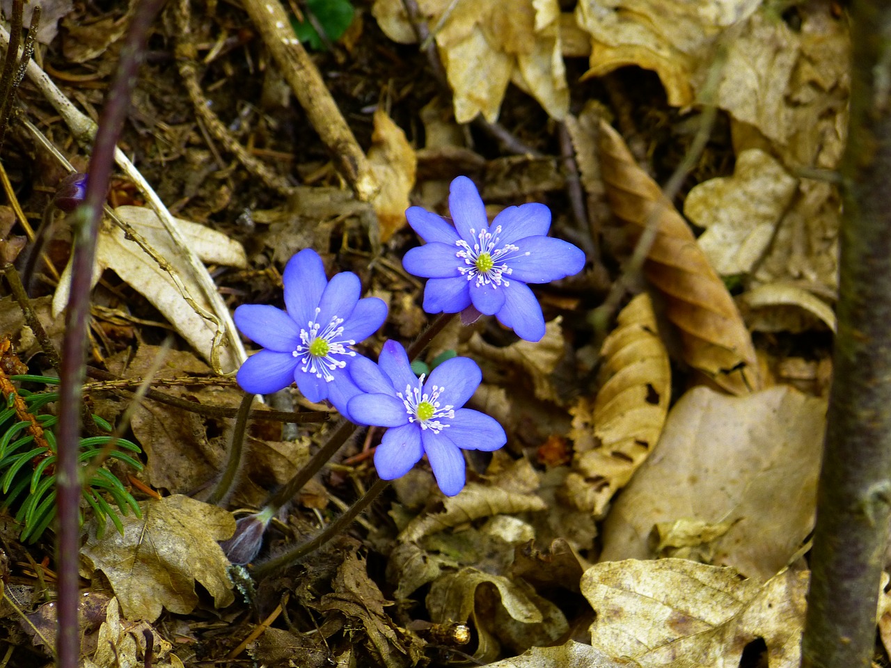 Hepatica, Žiedas, Žydėti, Hepatica Nobilis, Ranunculaceae, Gėlė, Anemonis, Žydėti, Pavasaris, Nemokamos Nuotraukos