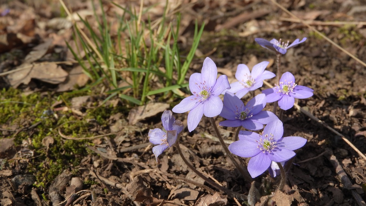 Hepatica Nobilis,  Podléška,  Pavasario Gėlės,  Purpurinės Gėlės,  Gėlių Puokštė,  Klasteris,  Livervortas,  Podléšky,  Žydėjimas,  Pavasaris Ateina