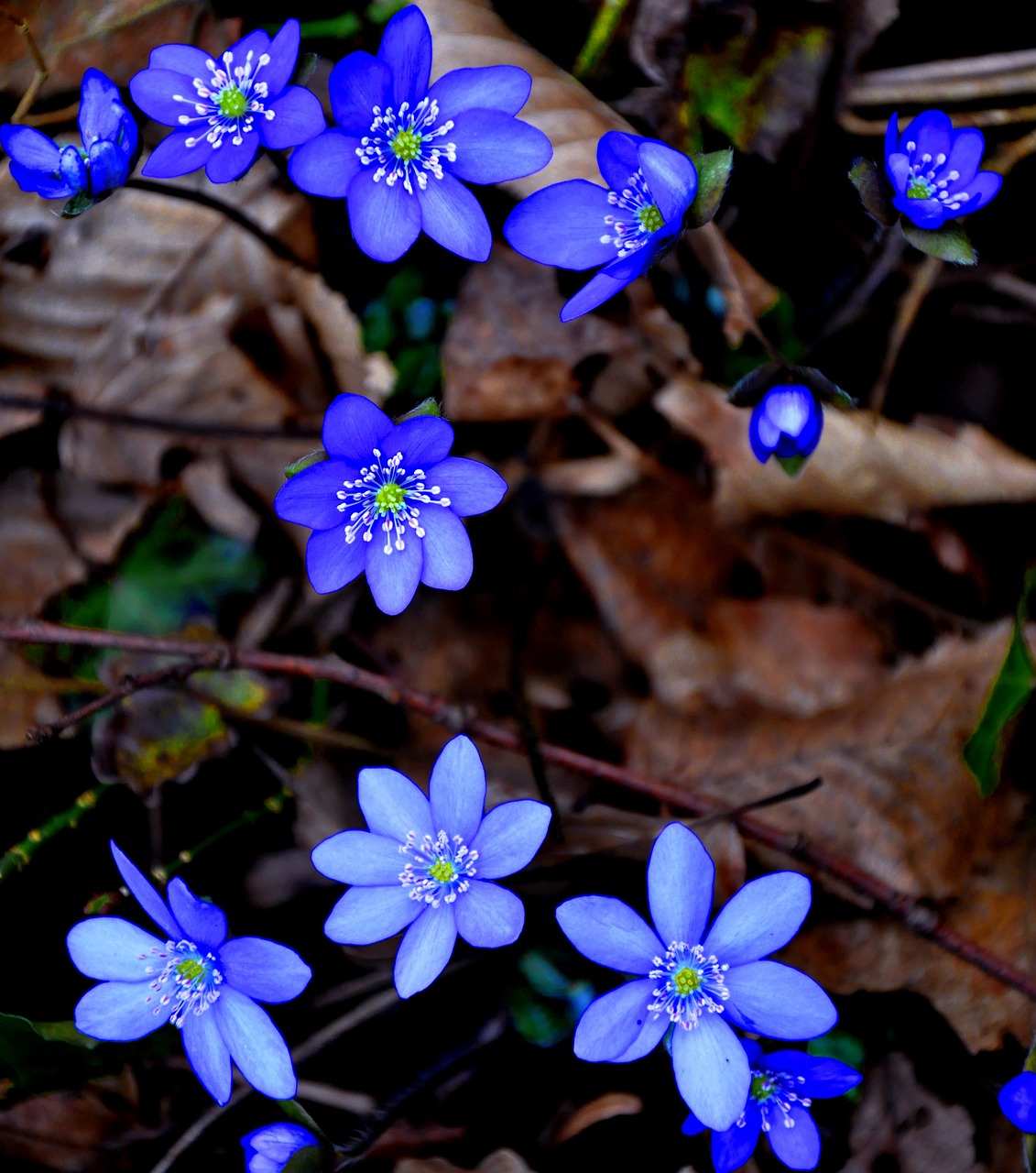 Hepatica Nobilis, Pavasaris, Mėlynas, Nemokamos Nuotraukos,  Nemokama Licenzija