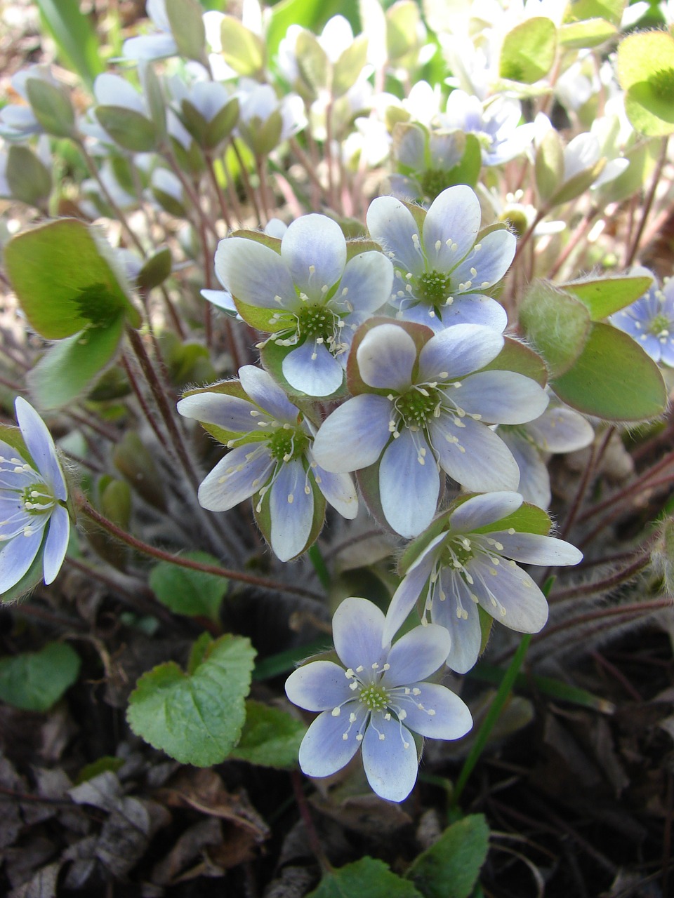 Hepatopsidae, Livervortas, Mėlynas, Pavasaris, Gėlė, Žydėti, Hepatica, Žiedas, Flora, Žiedlapis