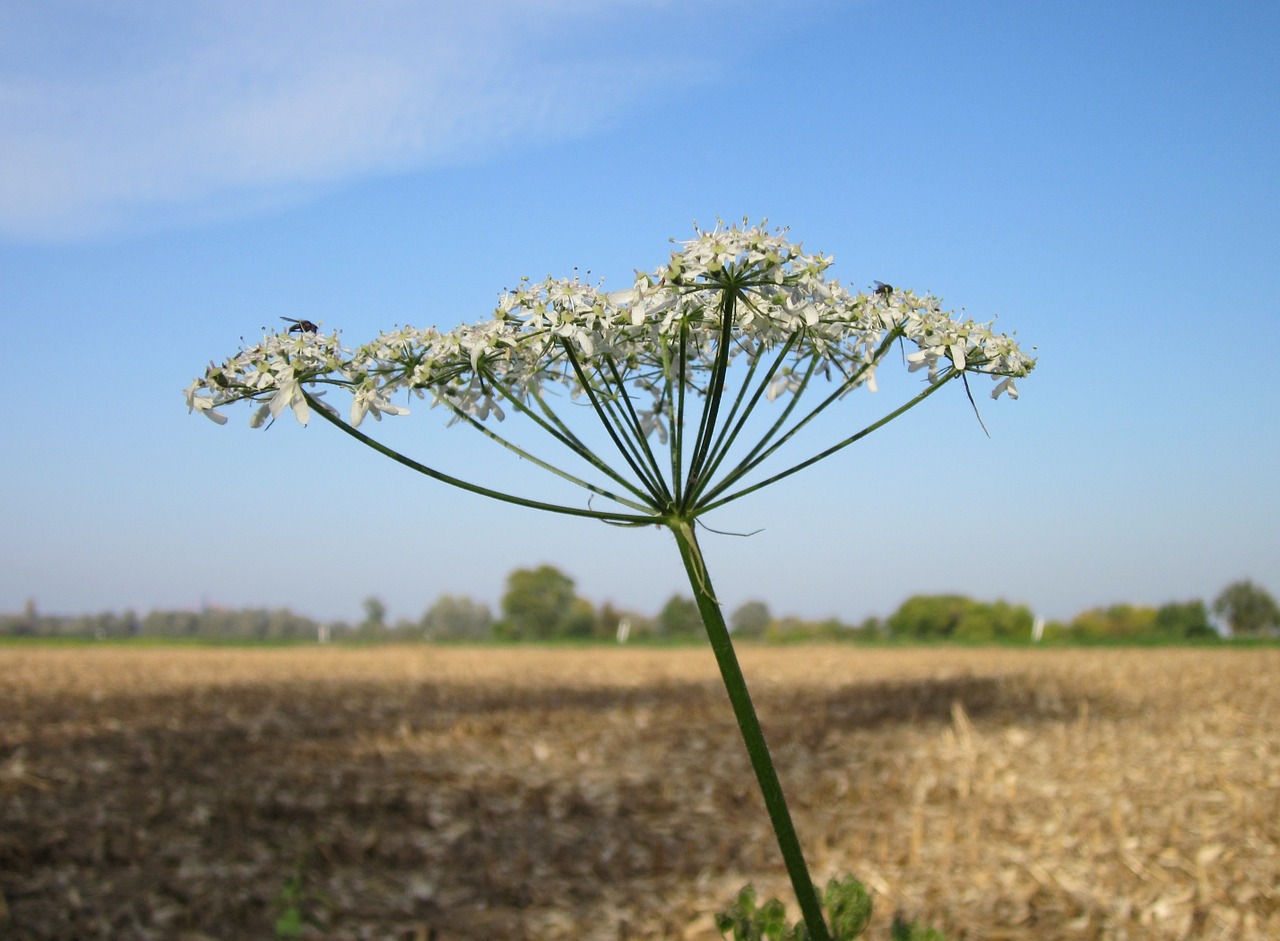 Heracleum Sphondylium,  Eltrot,  Kaštonas,  Paprastas Kaštonas,  Wildflower,  Flora,  Augalas,  Rūšis,  Botanika,  Žiedynas