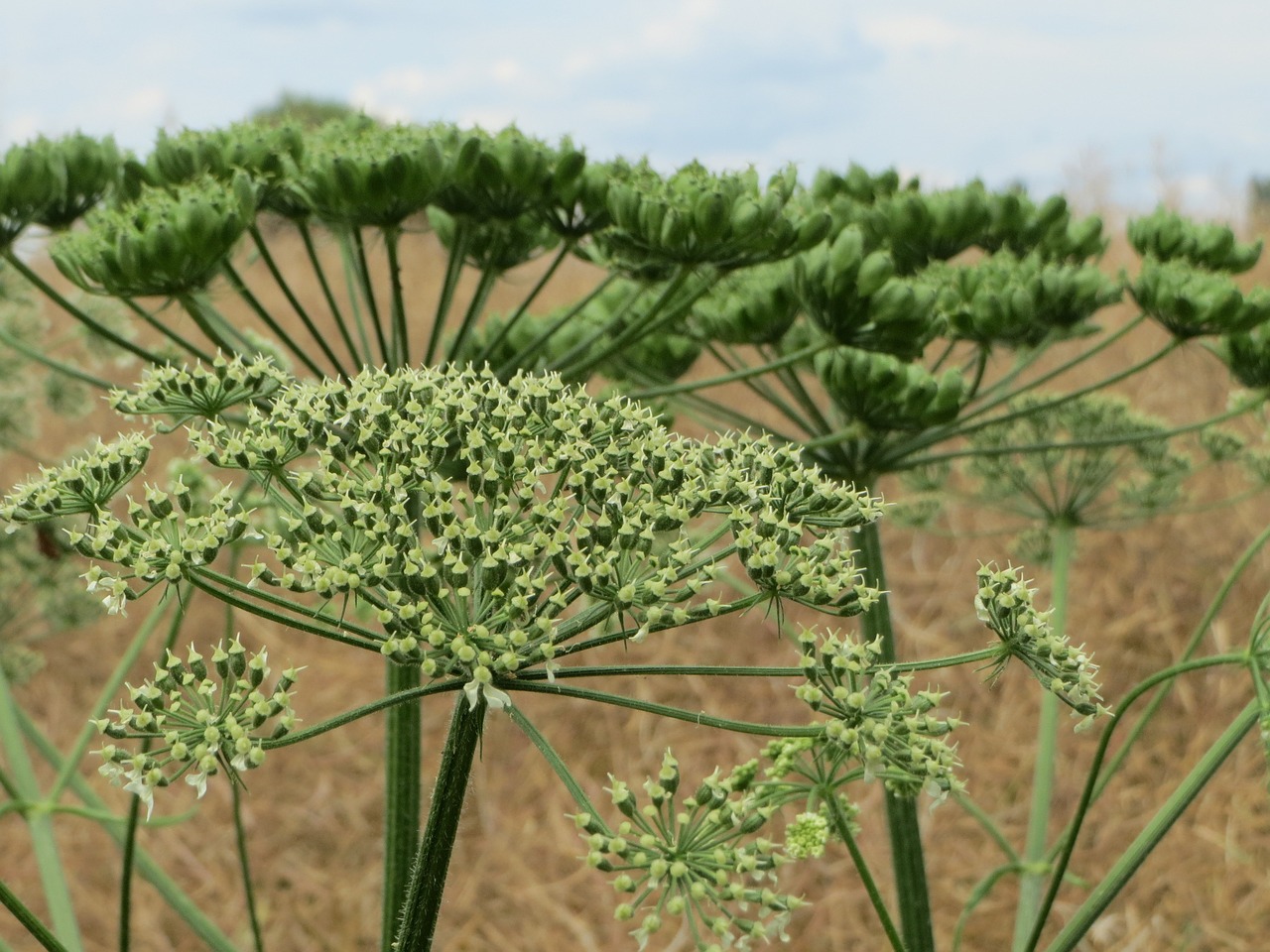 Heracleum Sphondylium, Eltrot, Kaštonas, Paprastas Kaštonas, Wildflower, Žiedynas, Flora, Botanika, Augalas, Nemokamos Nuotraukos