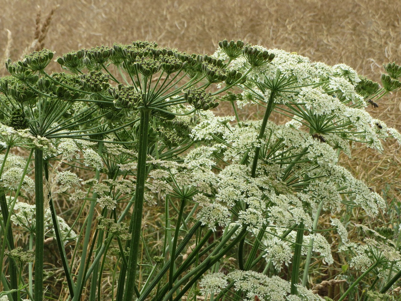 Heracleum Sphondylium, Eltrot, Kaštonas, Paprastas Kaštonas, Wildflower, Žiedynas, Flora, Botanika, Augalas, Nemokamos Nuotraukos