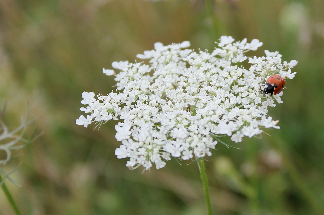 Žolė, Gėlė, Augalas, Gamta, Balta, Pavasaris, Vabzdys, Flora, Vasara, Žolelės