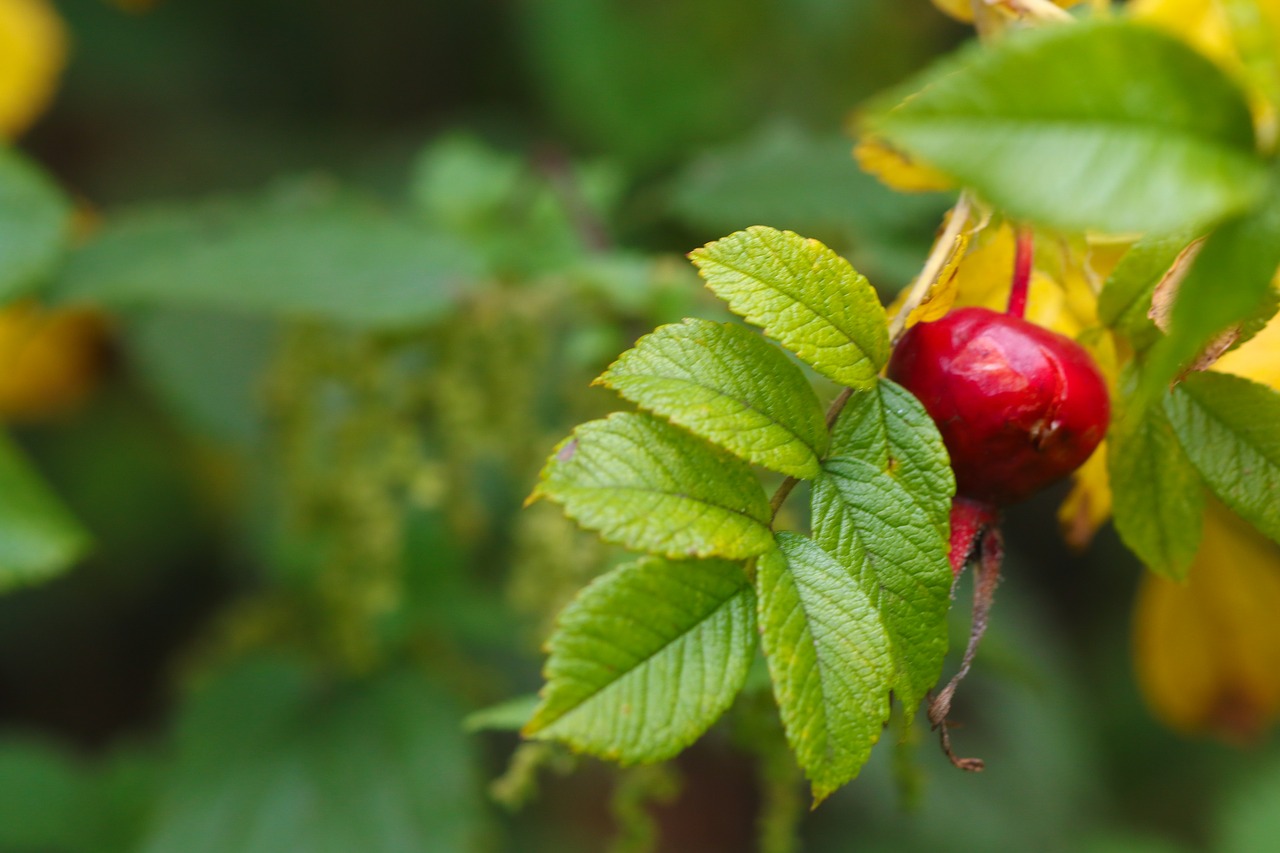 Žolė, Rose-Hip, Augalas, Ruduo, Žalias, Raudona, Kritimas, Gamta, Nemokamos Nuotraukos,  Nemokama Licenzija