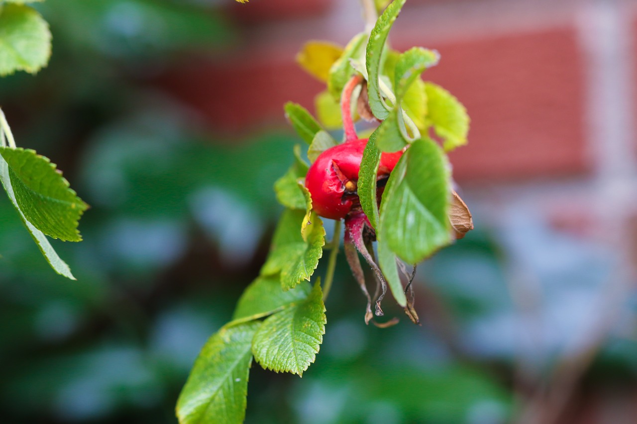 Žolė, Gamta, Rose-Hip, Ruduo, Kritimas, Vaisiai, Nemokamos Nuotraukos,  Nemokama Licenzija