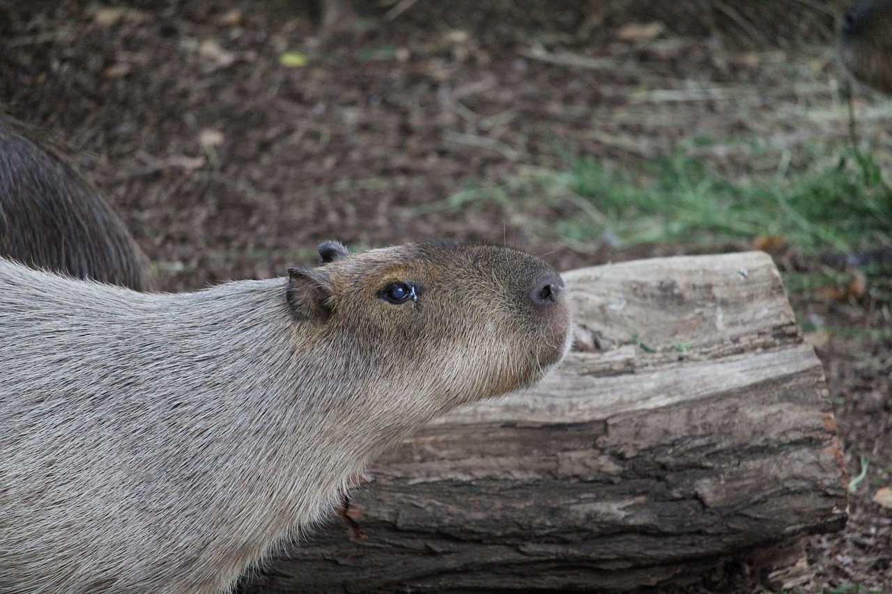 Žolėdžių, Kailis, Žinduolis, Laukinė Gamta, Laukiniai, Atogrąžų, Fauna, Graužikas, Ruda, Vandens