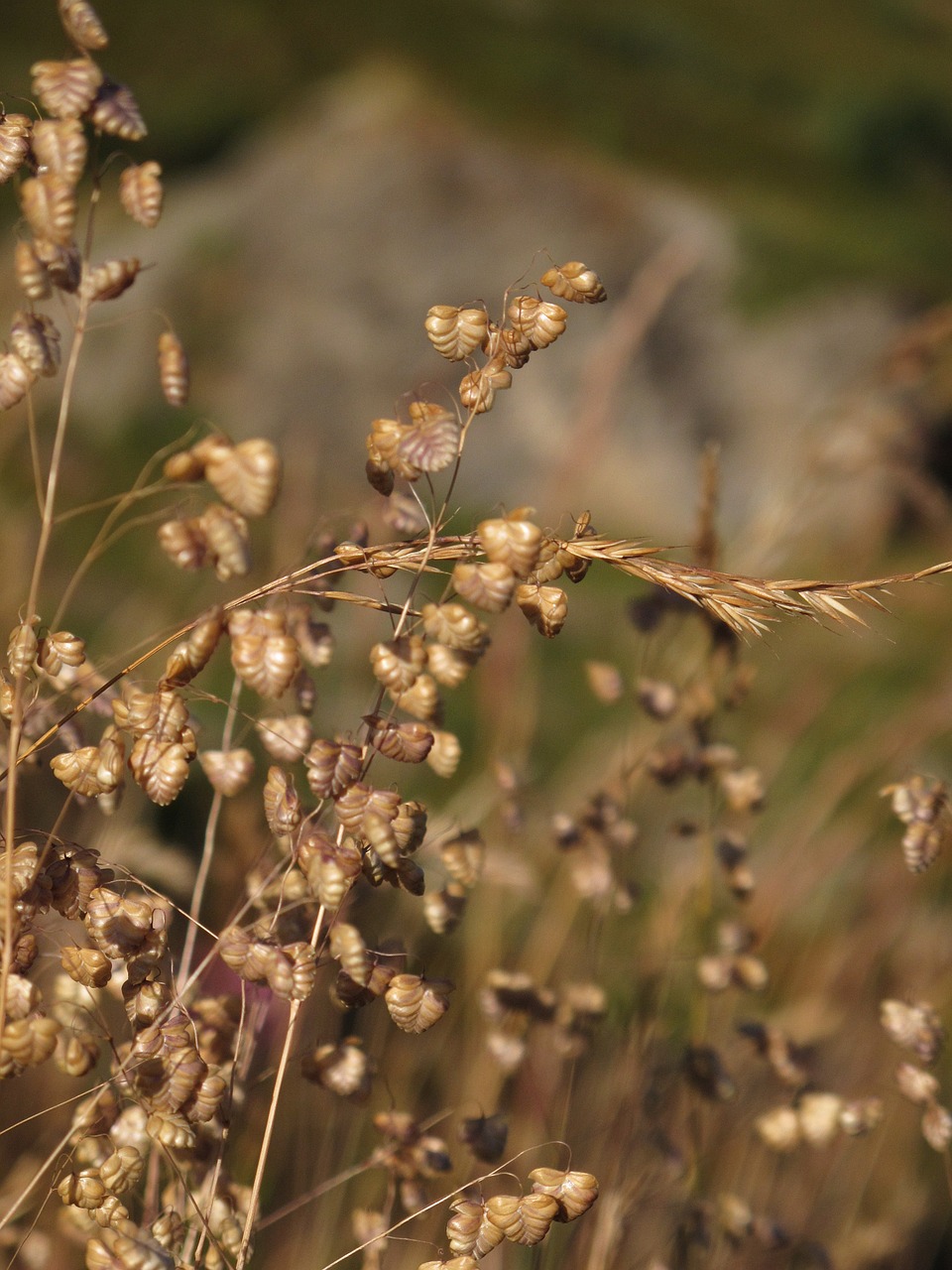 Žolelės, Gėlė, Džiovintas, Širdis, Brizas, Žiniasklaida, Maksimalus, Prairie, Vasara, Amourette