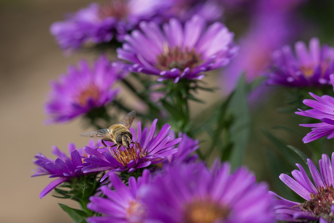 Herbstaras, Gėlės, Sodas, Žiedas, Žydėti, Aster, Gamta, Ruduo, Violetinė, Augalas