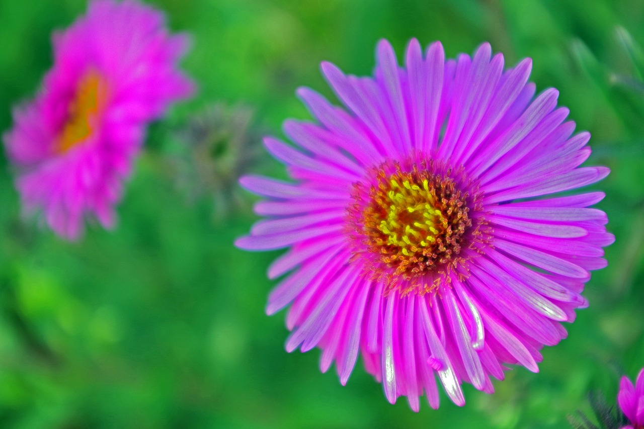 Herbstaster,  Sodo,  Aster,  Ruduo,  Iš Arti,  Gėlės,  Violetinė,  Violetinė,  Augalų,  Žiedas