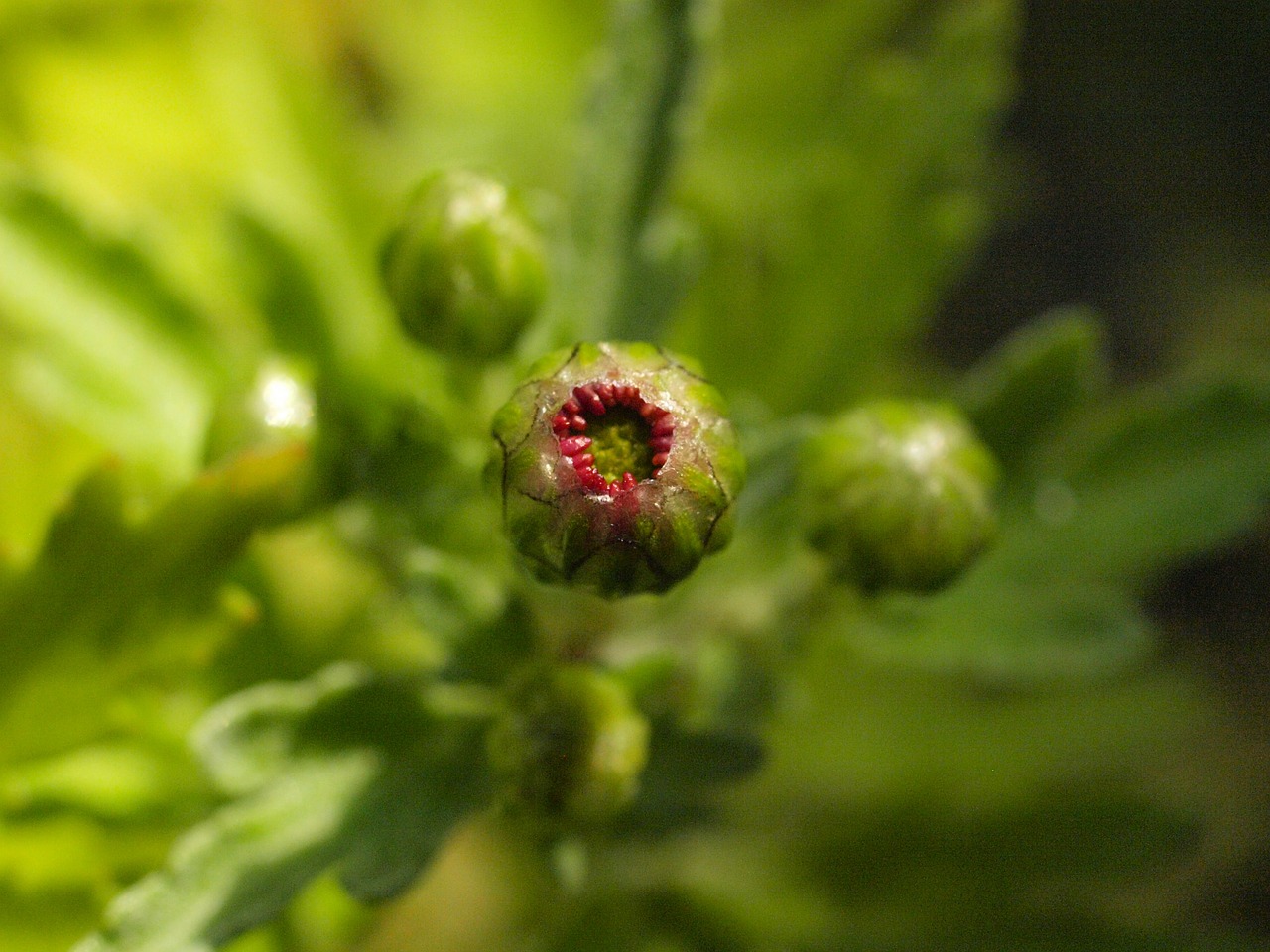 Herbstaras, Budas, Aster, Ruduo, Gėlių Pumpurai, Uždaryti, Nemokamos Nuotraukos,  Nemokama Licenzija