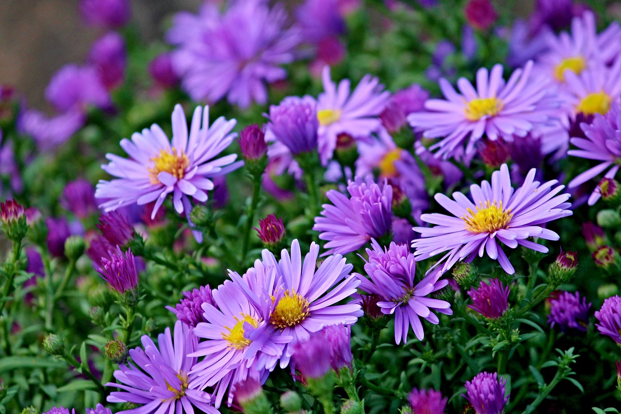 Herbstasternas, Asters, Ruduo, Gėlės, Geliu Lova, Sodas, Violetinė, Sodo Augalas, Gamta, Violetinė