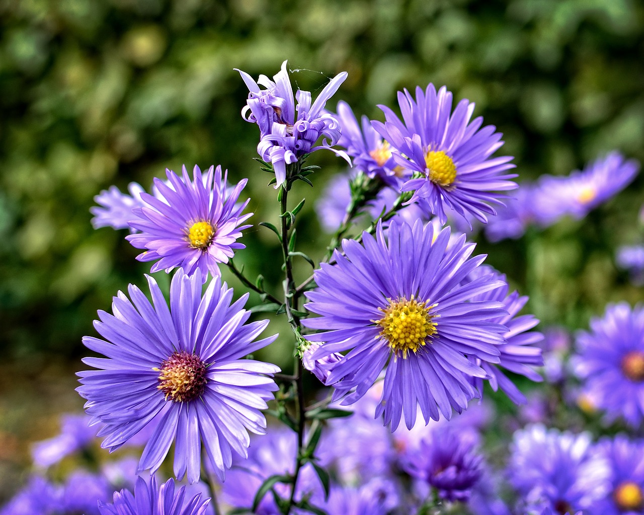 Herbstasternas, Aster Dumosus, Asters, Kompozitai, Gėlė, Žiedas, Žydėti, Ruduo, Rožinis, Violetinė