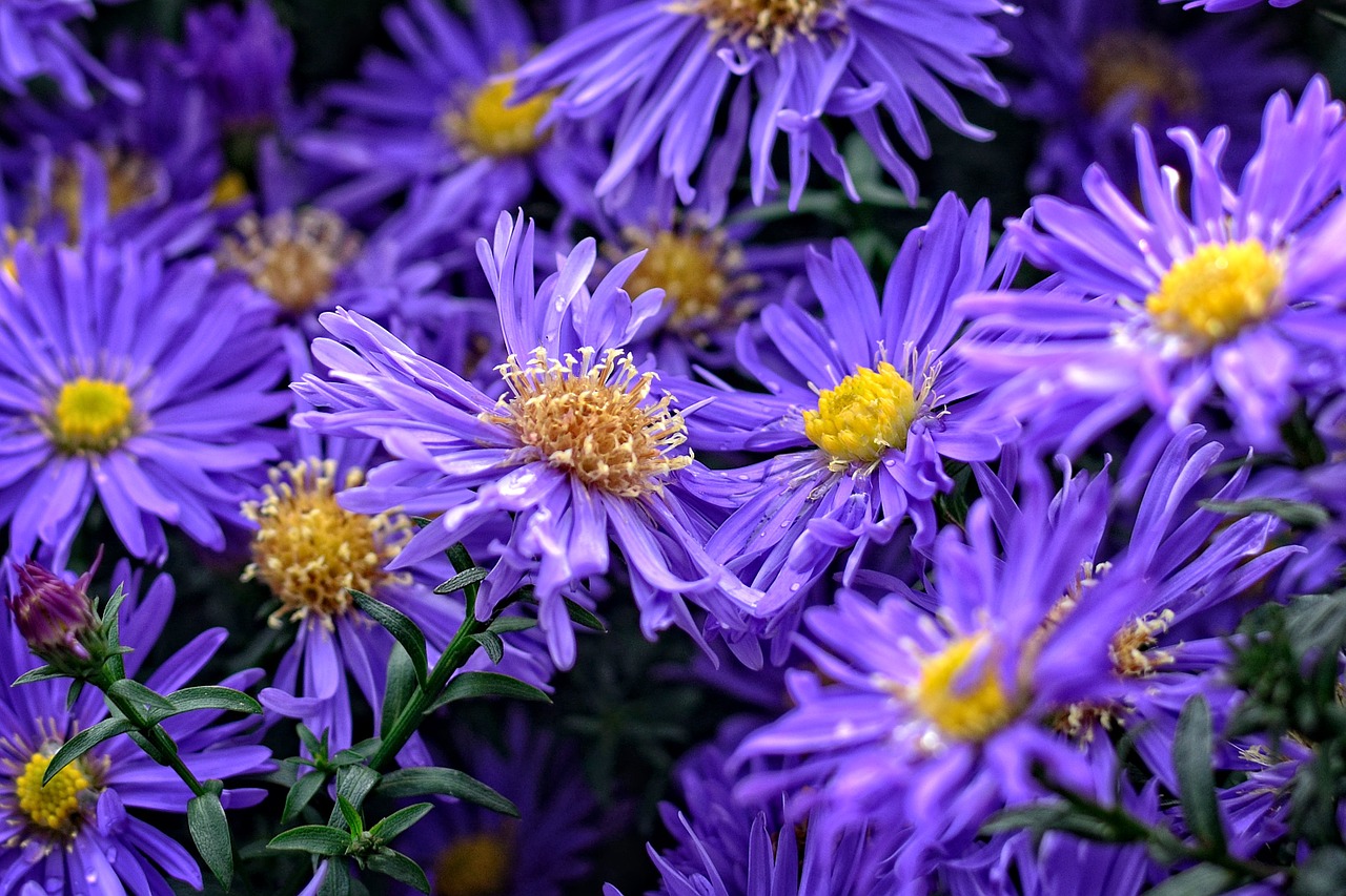 Herbstasternas, Aster Dumosus, Asters, Kompozitai, Gėlė, Ruduo, Žiedas, Žydėti, Violetinė, Violetinė