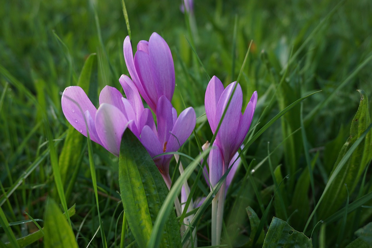 Herbstzeitlose, Kolchicum Autumnale, Nuodingas Augalas, Ruduo, Toksiškas, Nemokamos Nuotraukos,  Nemokama Licenzija