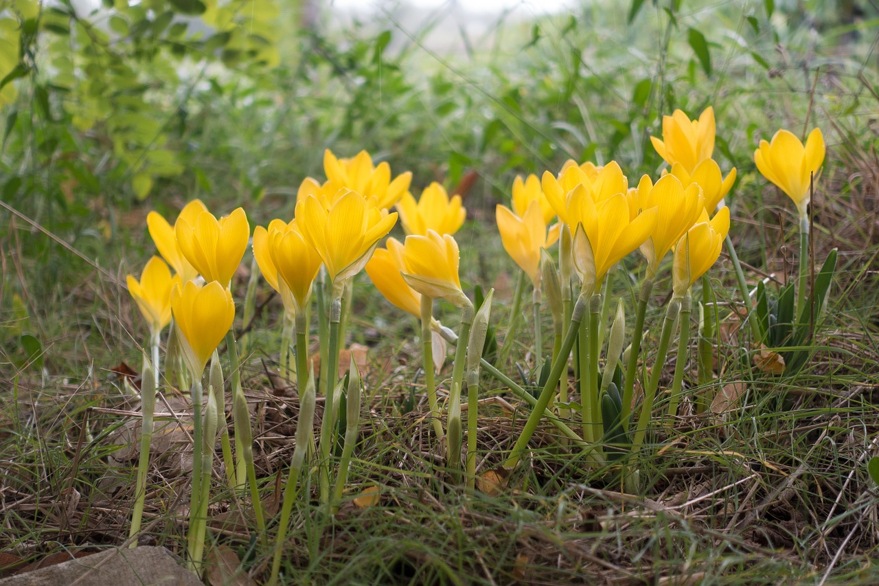 Herbstzeitlose, Ruduo Nesenstantis, Kolchicum Autumnale, Geltona, Žiedas, Žydėti, Gėlė, Plunksna, Ganykla, Nemokamos Nuotraukos