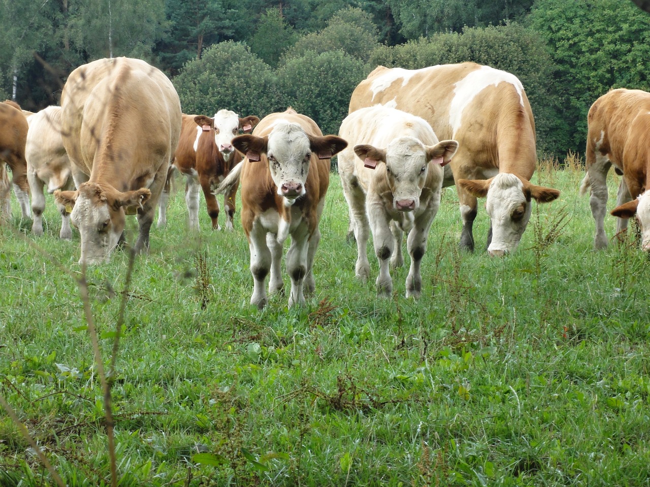 Bandas, Karvė, Gyvūnas, Ūkis, Pieva, Gamta, Nemokamos Nuotraukos,  Nemokama Licenzija