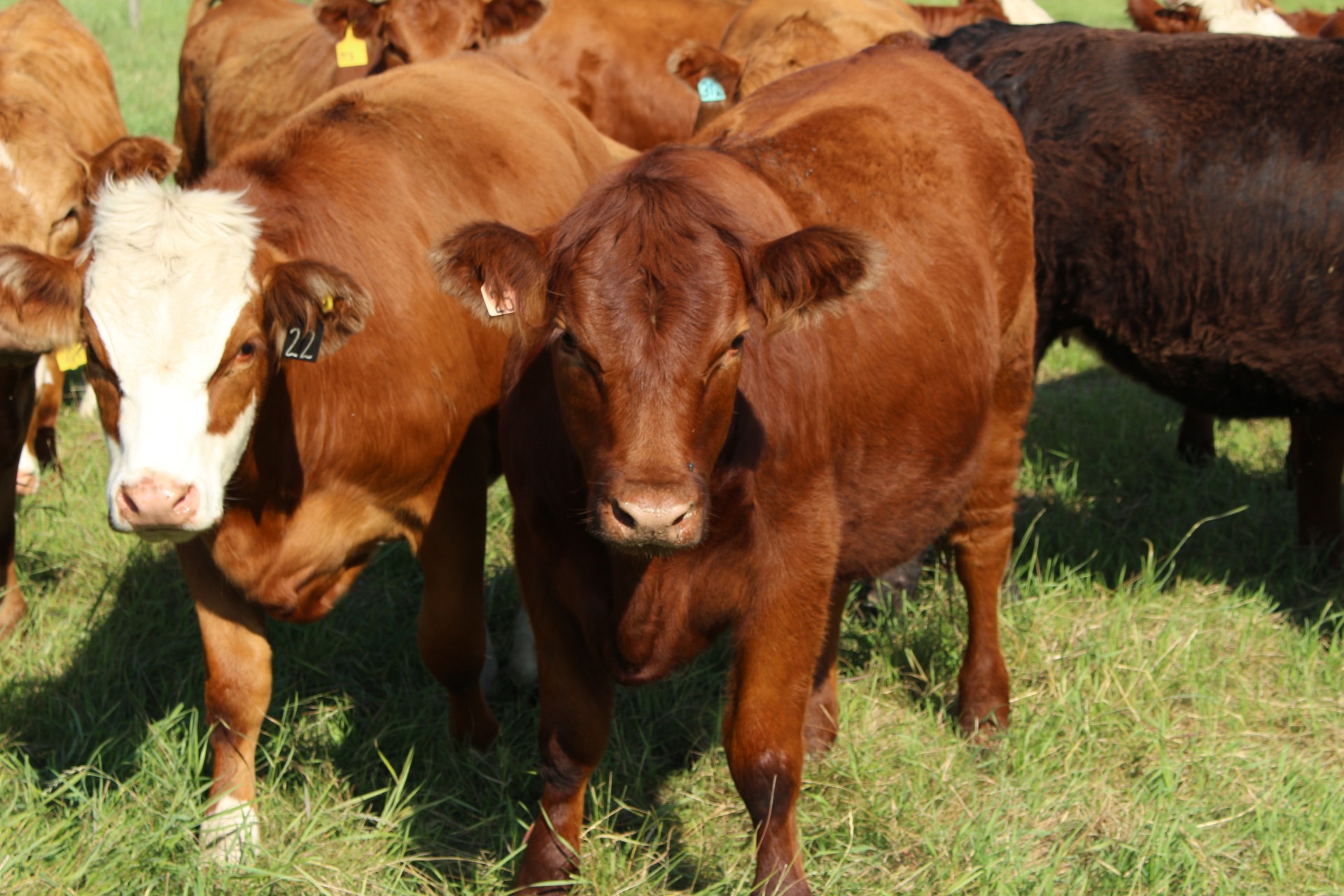 Bandas,  Karvės,  Ganykla,  Karvių Ganyklų Bandas, Nemokamos Nuotraukos,  Nemokama Licenzija