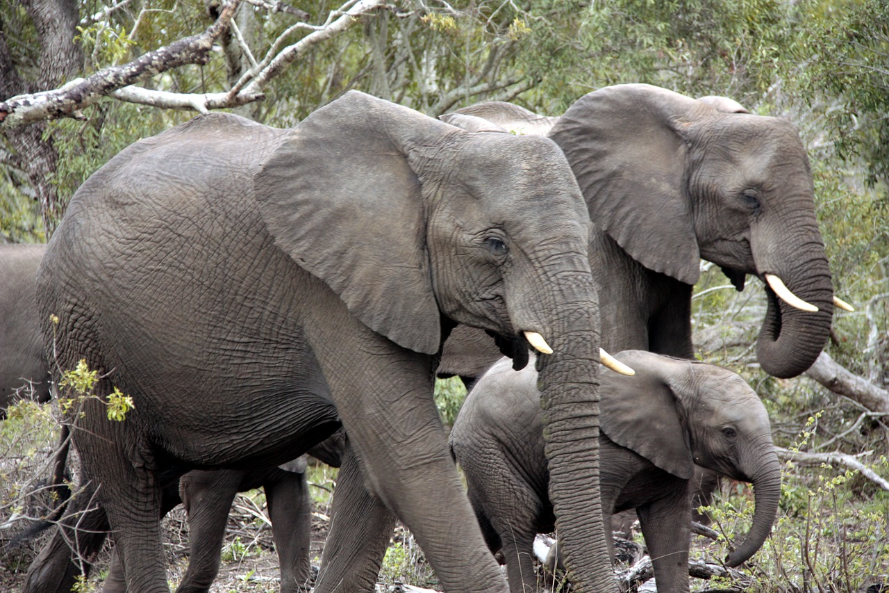 Dramblių Banda, Dramblys, Afrika, Safari, Nacionalinis Parkas, Flock, Proboscis, Nemokamos Nuotraukos,  Nemokama Licenzija