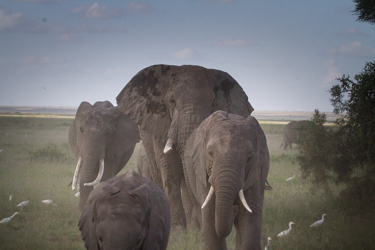Dramblių Banda, Dramblys, Nacionalinis Parkas, Kenya, Afrika, African Bush Dramblys, Dideli Penki, Masai Mara, Gamta, Gamtos Parkas