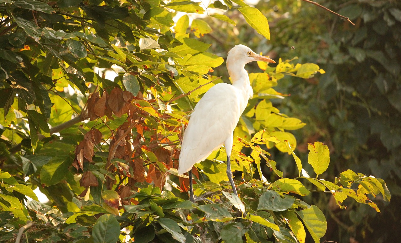 Heronas, Balta, Paukštis, Indija, Laukinė Gamta, Asija, Laukiniai, Gamta, Egret, Nemokamos Nuotraukos