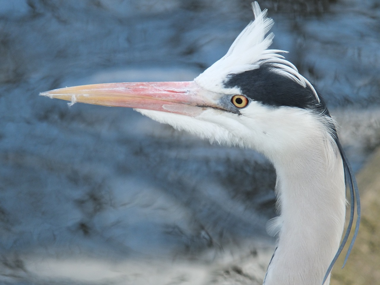 Heronas, Paukštis, Laukinė Gamta, Snapas, Fauna, Nemokamos Nuotraukos,  Nemokama Licenzija