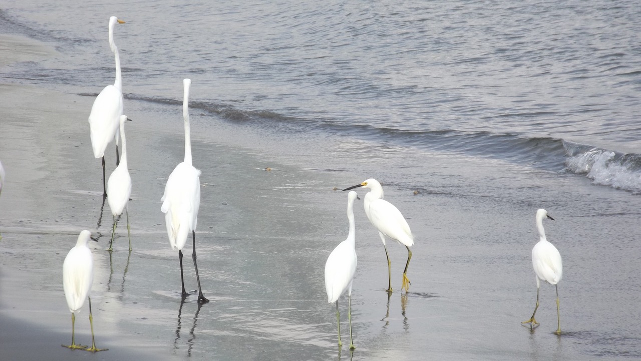 Heronas, Heronai, Paukščiai, Vandens Paukščiai, Costa, Vandens Paukštis, Plunksnos, Didžioji Egret, Nemokamos Nuotraukos,  Nemokama Licenzija