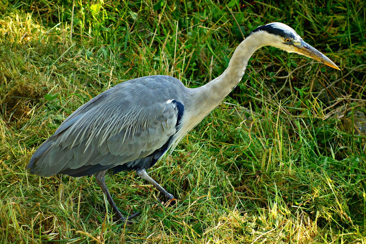 Heronas, Mėlyna Giraitė, Paukštis, Vandens Paukštis, Ardeidae, Ilgos Kojos, Plėšrusis Paukštis, Sulaikymas, Ardea, Laukiniai