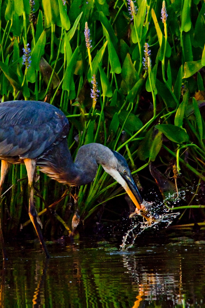 Heronas, Paukštis, Paukštis, Maitinantis Paukštis, Vada, Mėlyna Giraitė, Paukštis, Wader, Nemokamos Nuotraukos,  Nemokama Licenzija