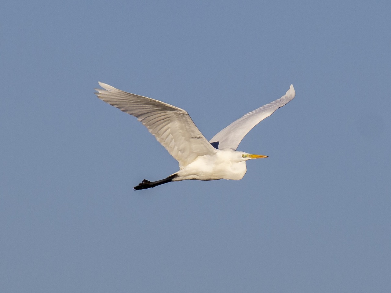 Heronas, Egret, Paukštis, Vandens Paukštis, Gamta, Gyvūnas, Nemokamos Nuotraukos,  Nemokama Licenzija