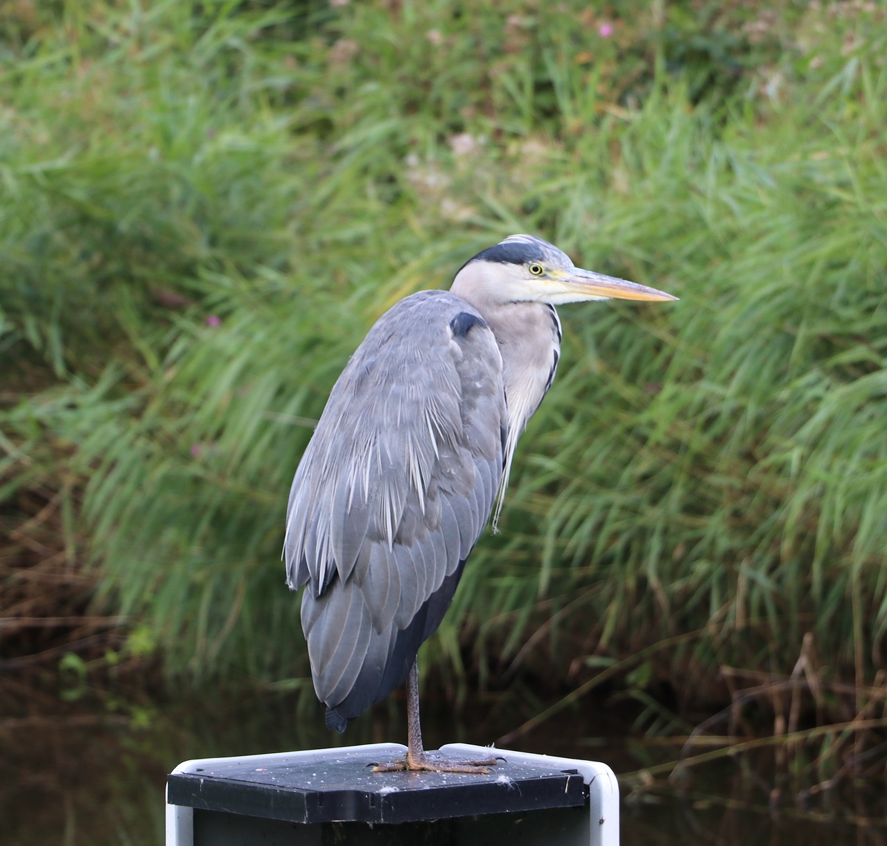 Heron,  Gamta, Nemokamos Nuotraukos,  Nemokama Licenzija